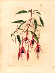 Depicted is a spindly shoot with elongated, flowers, sepals scarlet, corolla purple.  Loddiges' Botanical Cabinet no.934, 1824.