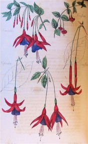 Several fuchsia flowers are figured, with scarlet tube and sepals and bluish-purple corolla.  Floricultural Cabinet p.172, 1835.