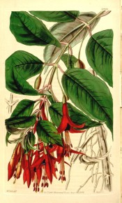 illustrated is a fuchsia with scarlet red tube and sepals and deep purple corolla.  Curtis's Botanical Magazine t.3948, 1842.