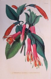 Figured is a fuchsia with long pink tubes, green-tipped sepals and orange corolla.  British Florist pl.80, 1845.