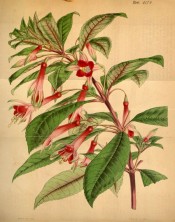 Figured are flowers with pink tubes and sepals, and orange to vermillion corolla.  Curtis's Botanical Magazine t.4174, 1845.