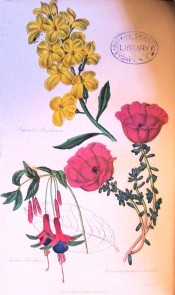 Figured is a single fuchsia with crimson, green-tipped sepals and purple corolla.  Floricultural Cabinet p.266/1839.
