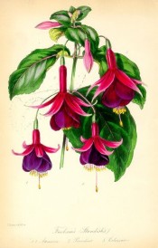 Figured are four seedling fuchsias all with crimson sepals and red to purple corolla.  Paxton's Magazine of Botany  p.32, 1844.