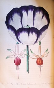 Figured is a fuchsia with white tube and green-tipped sepals, and orang corolla.  Floricultural Cabinet p.226, 1843.