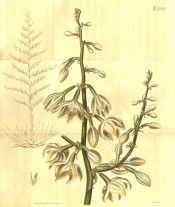 The whole plant is outlined and a flowering spike with cream flowers detailed.  Curtis's Botanical Magazine t.2250, 1821.