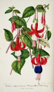 Three fuchsias are figured, two with red sepals and white corolla, one with purple corolla.  Illustration Horticole p.42, 1855.