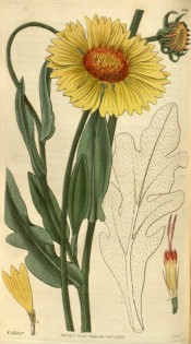 Shown are lance-shaped leaves and yellow daisy-like flowers with orange red discs.  Curtis's Botanical Magazine t.2940, 1829.