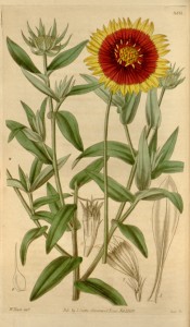 Figured are lance-shaped leaves and red, yellow-tipped daisy flowers.  Curtis's Botanical Magazine t.3551, 1834.