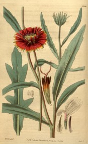 Figured are leaves and red, yellow-tipped daisy flowers.  Curtis's Botanical Magazine t.3368/1834.