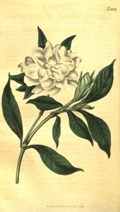 Figured are glossy, lance-shaped leaves and a large white, double flower.  Curtis's Botanical Magazine t.1842, 1816.
