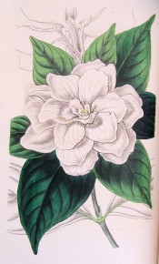 Figured are glossy lance-shaped leaves and large, double white flower.  Botanical Register BR f.43, 1846.