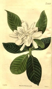 Figured are glossy, oval leaves and double white flower.  Curtis's Botanical Magazine t.2627, 1826.