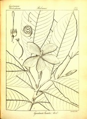 The line drawing shows oblong-lanceolate leaves, single flower and details of flower parts.  Wight pl.575, 1843.