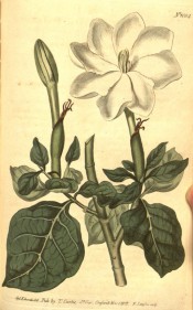 Figured are ovate, wavy-margined leaves and long-tubed single white flower.  Curtis's Botanical Magazine t.1004, 1807.