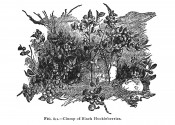 The black and white image shows a clump of small shrubs with round berries.  The American Fruit Culturist p.612, 1920.