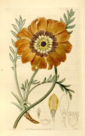 Figured are the divided leaves and yellow, brown and white daisy-like flowers.  Botanical Register f.35, 1815.