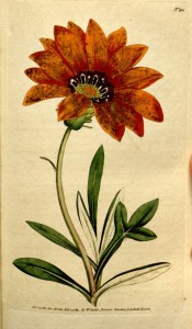 Figured are the divided leaves and bright orange daisy-like flowers.  Curtis's Botanical Magazine t.90, 1789.