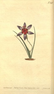 Shown are basal leaves and blue flower with a white-ringed, brown to purple centre.  Curtis's Botanical Magazine t.598, 1802.