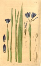 Shown are lance-shaped leaves and terminal cluster of cup-shaped, bright blue flowers. Curtis's Botanical Magazine t.3779, 1840.