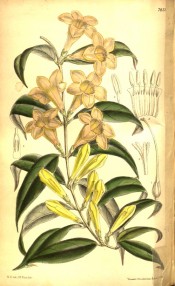 Shown are the narrow glossy leaves and clusters of yellow flowers with darker throats. Curtis's Botanical Magazine t.7851, 1902.