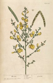 The figure shows a flowering shoot with yellow flowers and seed pods.  Blackwell pl.244, 1837.