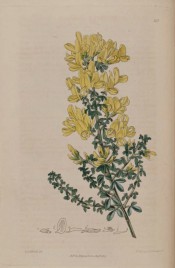 Figured are blunt, tri-foliate leaves and pale yellow broom flowers.  Botanical Register f.217, 1817.