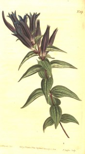 The image shows lance-shaped leaves and deep purple, narrowly vase-shaped flowers.  Curtis's Botanical Magazine t.1078, 1808.