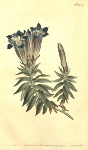 Depicted are lance-shaped leaves and upright, blue and white, vase-shaped flowers.  Curtis's Botanical Magazine t.1229, 1809.