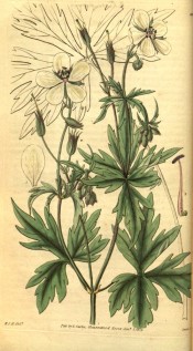 The image shows a geranium with deeply cut leaves and small white flowers.  Curtis's Botanical Magazine t.3124, 1832.