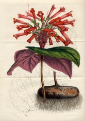 Figured are heart-shaped leaves, purple beneath, and tall spikes of tubular scarlet flowers.  Flore des Serres f.704-705, 1852.