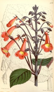 Figured is an upright plant with ovate leaves and tubular orange flowers. Curtis's Botanical Magazine t.5070, 1858.