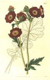 Depicted is a shoot with a number of bright red, single flowers.  Botanical Register f.1088, 1827.