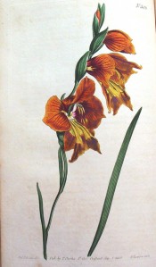 Shown are a linear leaf and hooded, funnel-shaped, orange flowers, splotched yellow.  Curtis's Botanical Magazine t.586, 1802.