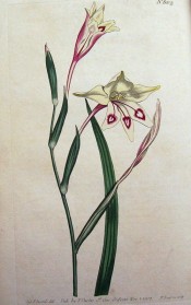 Figured is a lance-shaped leaf and long-tubed white flowers with red markings.  Curtis's Botanical Magazine t.602, 1802.