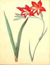 Figured are lance-shaped leaves and funnel-shaped , bright red flowers with a white flash.  Roscoe pl.41, 1831.