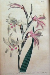 Shown are a lance-shaped leaf and spike of funnel-shaped white, pink-flushed flowers.  Curtis's Botanical Magazine t.625, 1803.