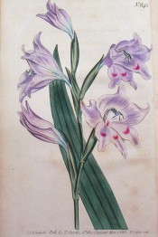 Figured are lance-shaped leaf and pale pink flowers with crimson spots.  Curtis's Botanical Magazine t.645, 1803.