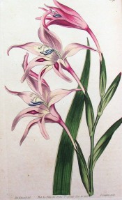 Figured are a lance-shaped leaf and spike of funnel-shaped pink flowers.  Curtis's Botanical Magazine t.591, 1802.