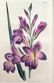 Figured are lance-shaped leaf and large purplish flowers with red and yellow markings.  Curtis's Botanical Magazine t.874, 1805.
