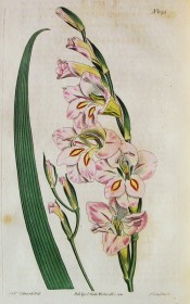 Figured are a  leaf and pink, purple suffused flowers with red and yellow markings.  Curtis's Botanical Magazine t.1575, 1813.