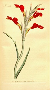 Figured is a spike of bright red flowers, yellow towards the base.  Curtis's Botanical Magazine t.343, 1795.