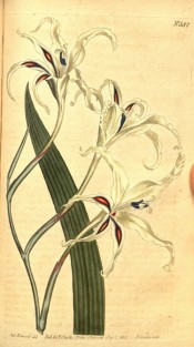 Figured are a  leaf and white flowers with red and blue markings.  Curtis's Botanical Magazine t.582, 1802.