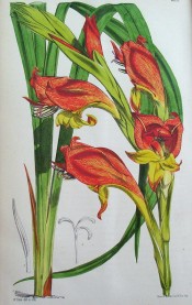 Figured are leaves and a spike of hooded, funnel-shaped red and yellow flowers.  Curtis's Botanical Magazine t.6202, 1875.