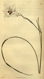 Figured are narrow leaves and white flower with prominent red basal blotch.  Curtis's Botanical Magazine t.2585, 1825.