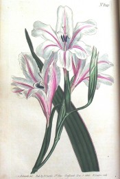 Figured are lance-shaped leaves and funnel-shaped, white, red striped flowers.  Curtis's Botanical Magazine t.610, 1802.