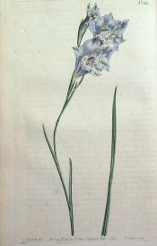 The figure shows a lax flower stem with funnel-shaped blue flowers.  Curtis's botanical Magazine t.562, 1802.