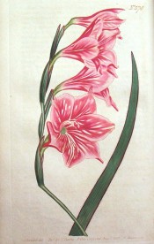 Figured are lance-shaped leaves and deep pink funnel-shaped flowers.  Curtis's Botanical Magazine t.574, 1802.