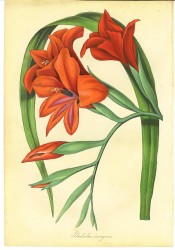 Figured are lance-shaped leaves and orange-red funnel-shaped flowers.  Paxton's Magazine of Botany p.223, 1840.