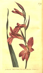 Shown are leaf and funnel-shaped, purplish-pink flowers with paler marks on the lips.  Curtis's Botanical Magazine t.719, 1804.