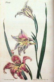 Figured are leaves and reddish-blue flowers with yellow markings on the lower lip.  Curtis's Botanical Magazine t.1042, 1807.